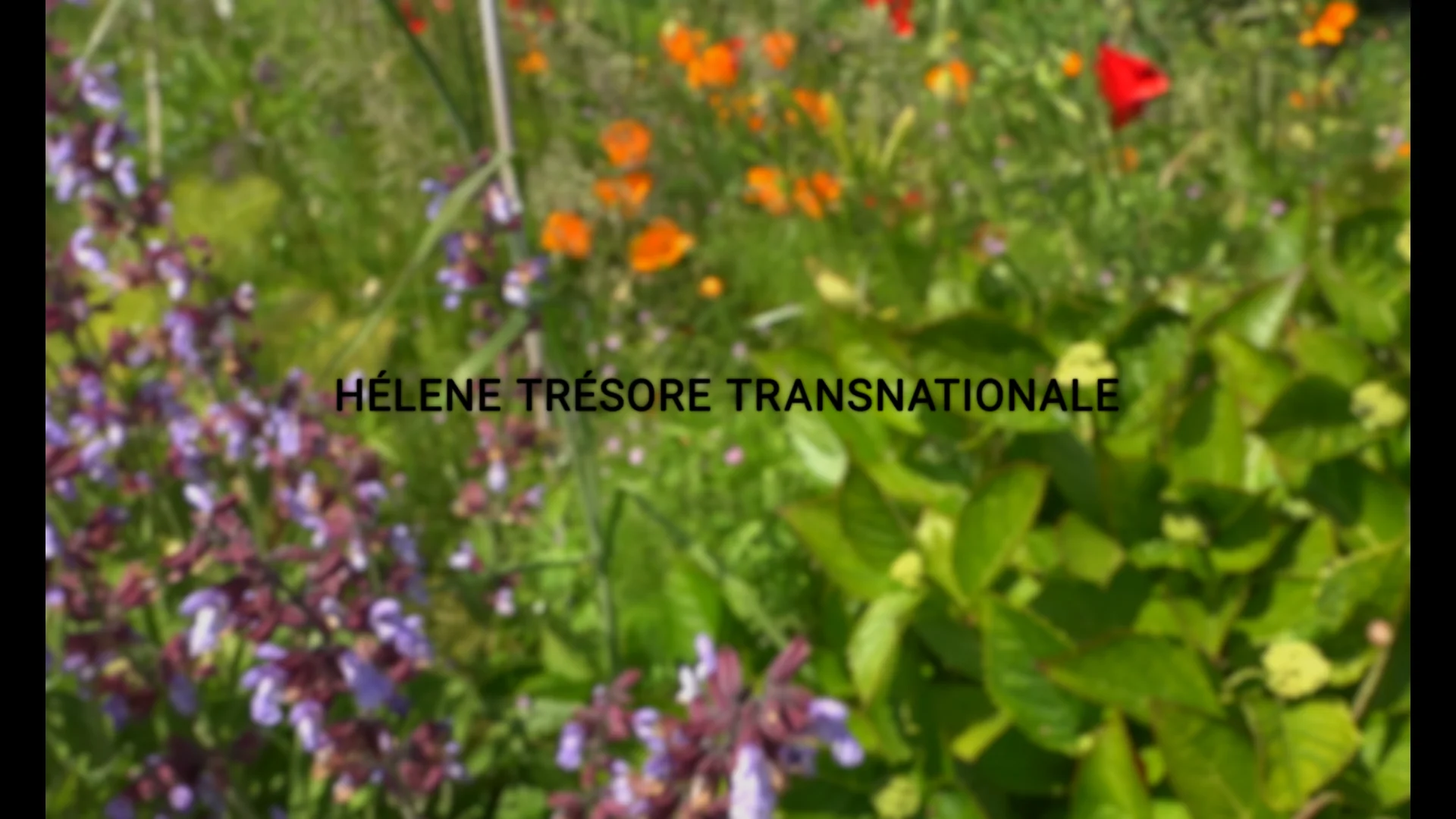 Helene_Hazera