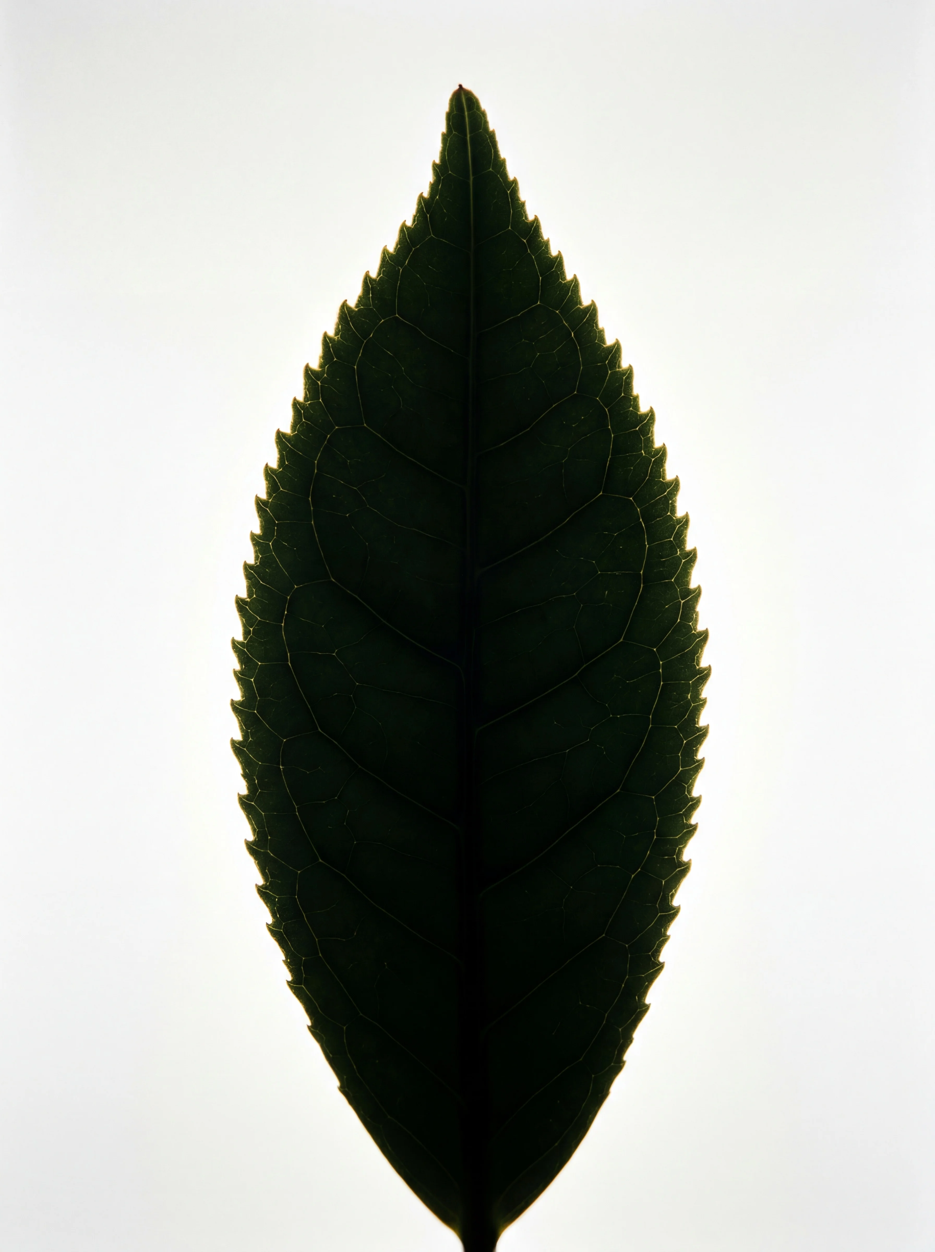 BL_LEAF