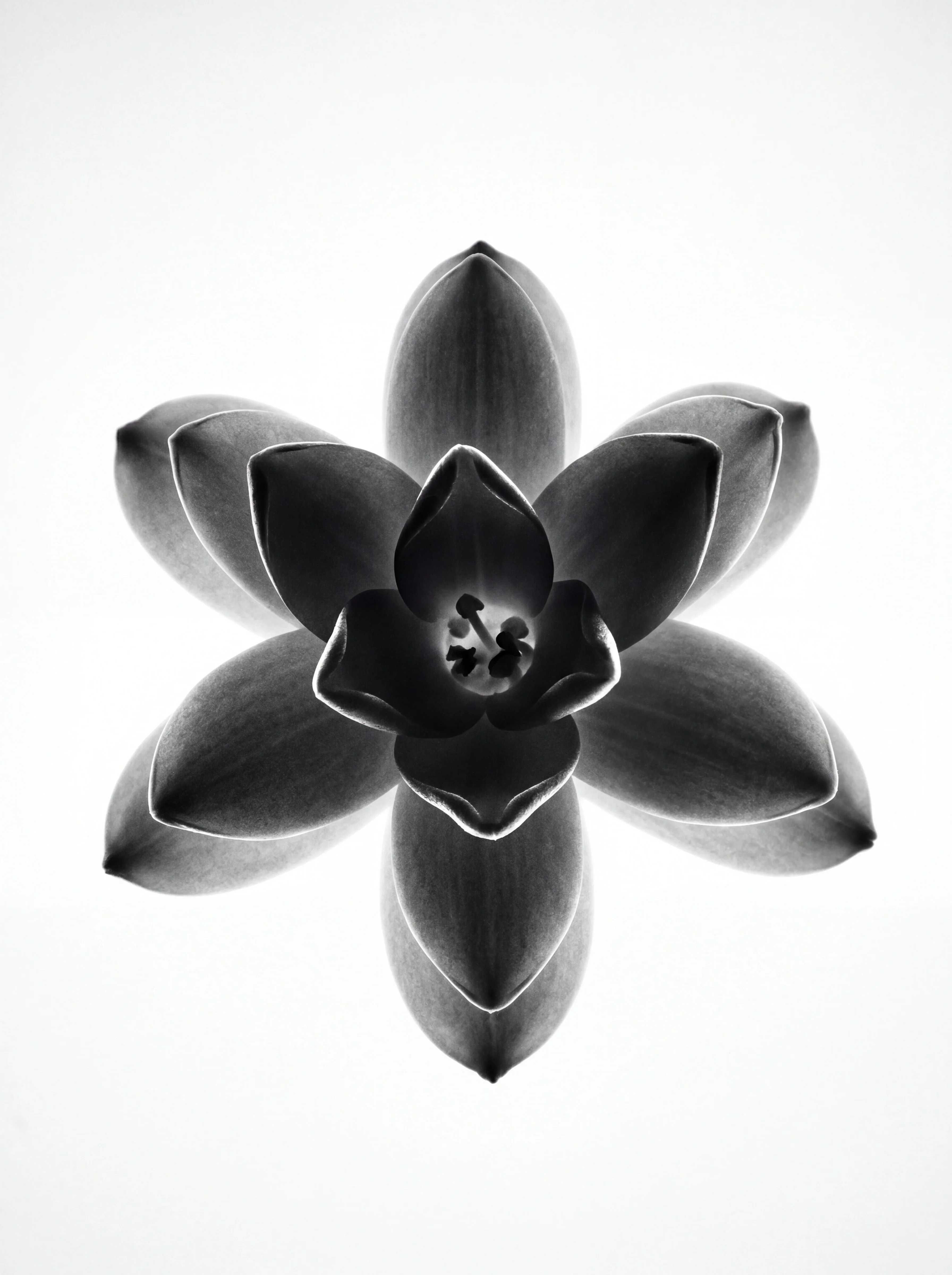 BNW_FLOWER
