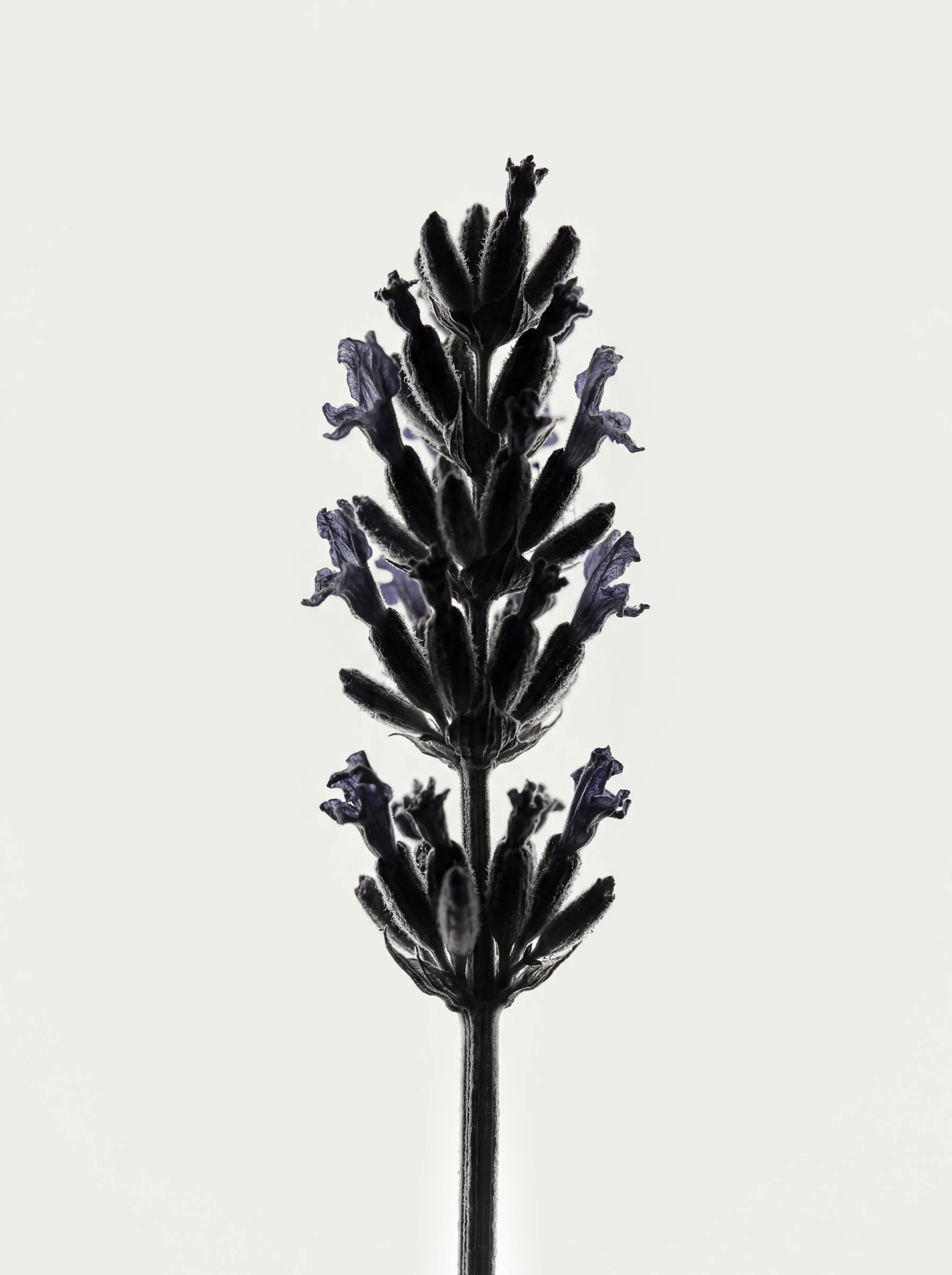 INGREDIENTS_LAVENDER