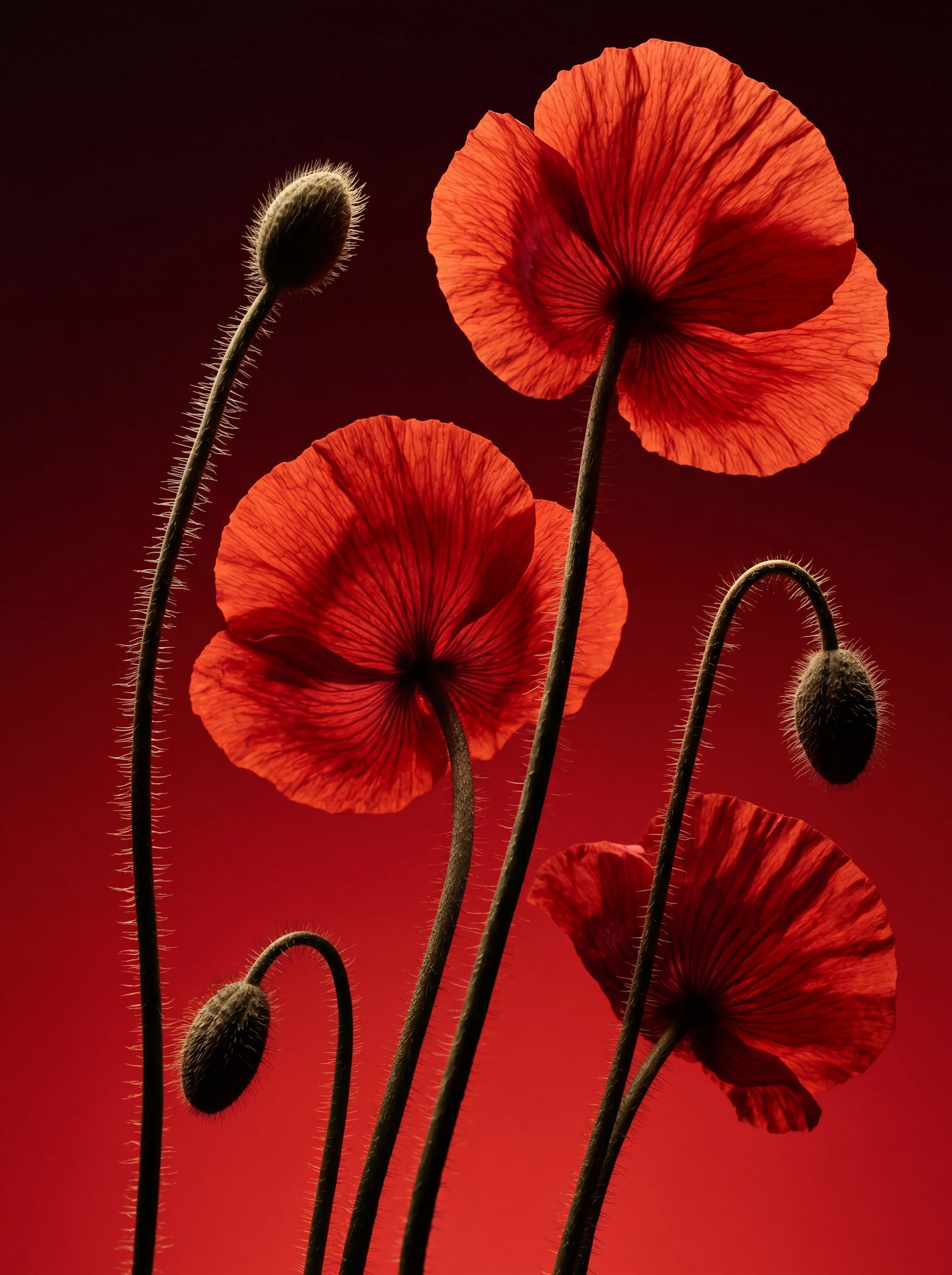 YSL_COQUELICOT
